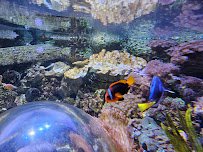 SEA LIFE Arizona Aquarium photo 4