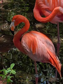 Jacksonville Zoo and Botanical Gardens photo 3