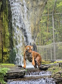 Jacksonville Zoo and Botanical Gardens photo 4