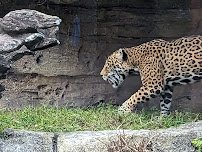 Jacksonville Zoo and Botanical Gardens photo 5