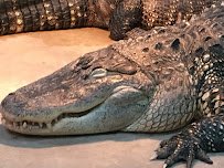 City of Aurora- Phillips Park Zoo photo 5