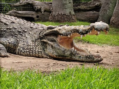 Alligator Adventure