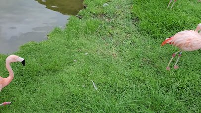 Alligator Adventure photo 2