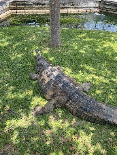 Alligator Adventure photo 3