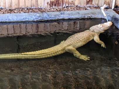 Alligator Adventure photo 4
