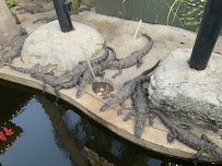 Gator Golf Adventure Park photo 6