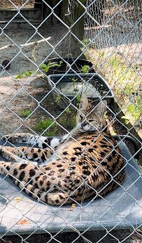 Lynnwood Park Zoo photo 5