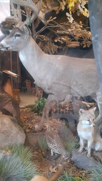 Jurica-Suchy Nature Museum photo 5