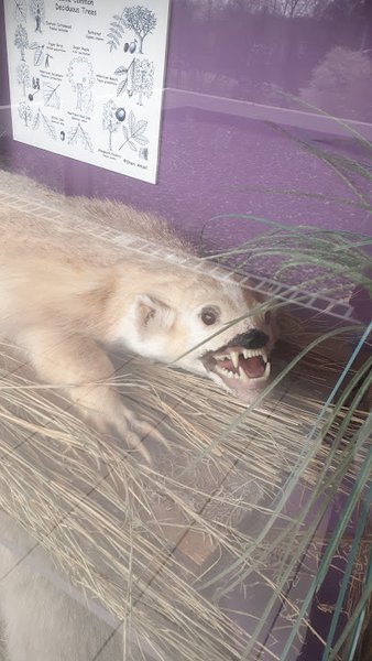 Jurica-Suchy Nature Museum photo 6