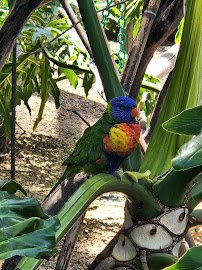 Lorikeet Forest