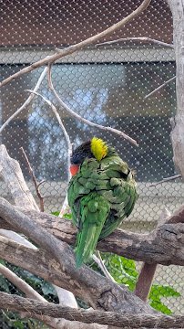 Lorikeet Forest photo 2