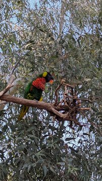 Lorikeet Forest photo 3