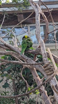 Lorikeet Forest photo 4