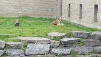 Tiger Exhibit at Buffalo Zoo photo 2