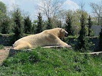 Tiger Exhibit at Buffalo Zoo photo 3