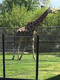 Tiger Exhibit at Buffalo Zoo photo 4