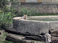 Tiger Exhibit at Buffalo Zoo photo 5