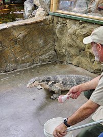 The Reptile Zoo photo 4