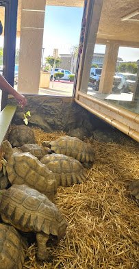 The Reptile Zoo photo 5