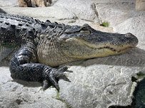 The Reptile Zoo photo 6