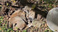 Niabi Zoo photo 2