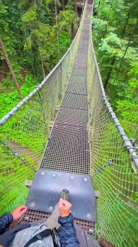 Redwood Sky Walk at Sequoia Park Zoo photo 2