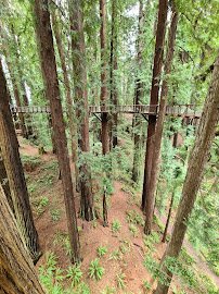 Redwood Sky Walk at Sequoia Park Zoo photo 4