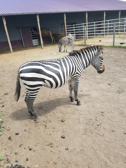 Horn T Zoo