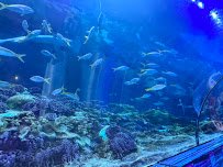 Shark Encounter