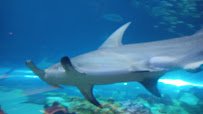 Shark Encounter photo 2