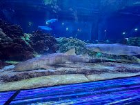 Shark Encounter photo 3