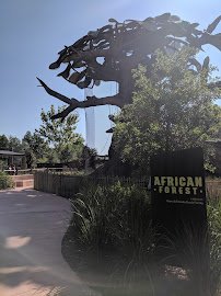 African Forest