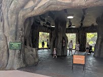 African Forest photo 2