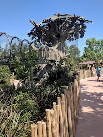 African Forest photo 4