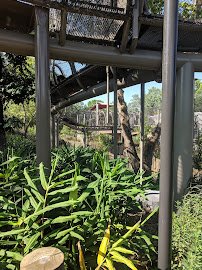 African Forest photo 5