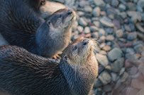 Fort Rickey Discovery Zoo