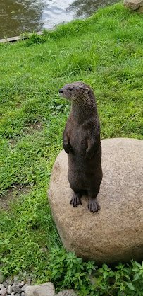 Fort Rickey Discovery Zoo photo 2