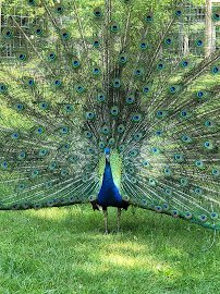 Fort Rickey Discovery Zoo photo 5