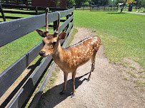 Fort Rickey Discovery Zoo photo 6