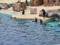 Dolphin Encounter photo 3