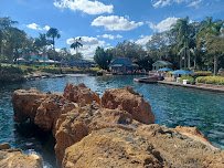 Dolphin Encounter photo 4