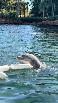 Dolphin Encounter photo 5