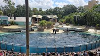 Dolphin Encounter photo 6