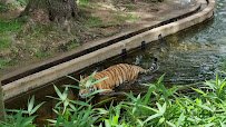 Great Cats Exhibit/Lion and Tiger Hill photo 2