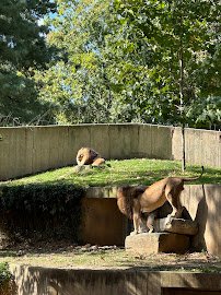 Great Cats Exhibit/Lion and Tiger Hill photo 3