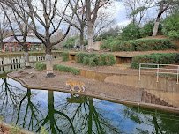 Great Cats Exhibit/Lion and Tiger Hill photo 4