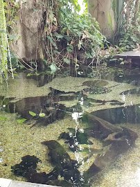 Great Cats Exhibit/Lion and Tiger Hill photo 5