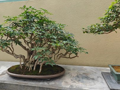 Pacific Bonsai Museum photo 2