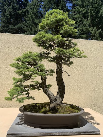 Pacific Bonsai Museum photo 4