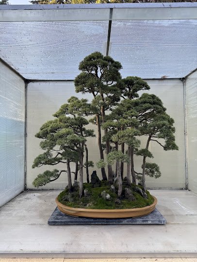 Pacific Bonsai Museum photo 5